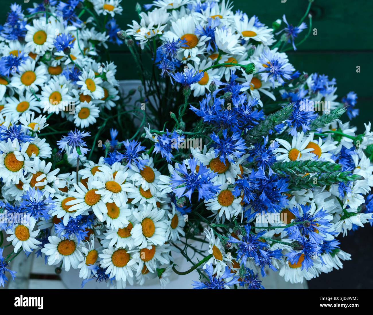 Bei fiori di cornflowers e margherite bianche in un bouquet enorme Foto Stock