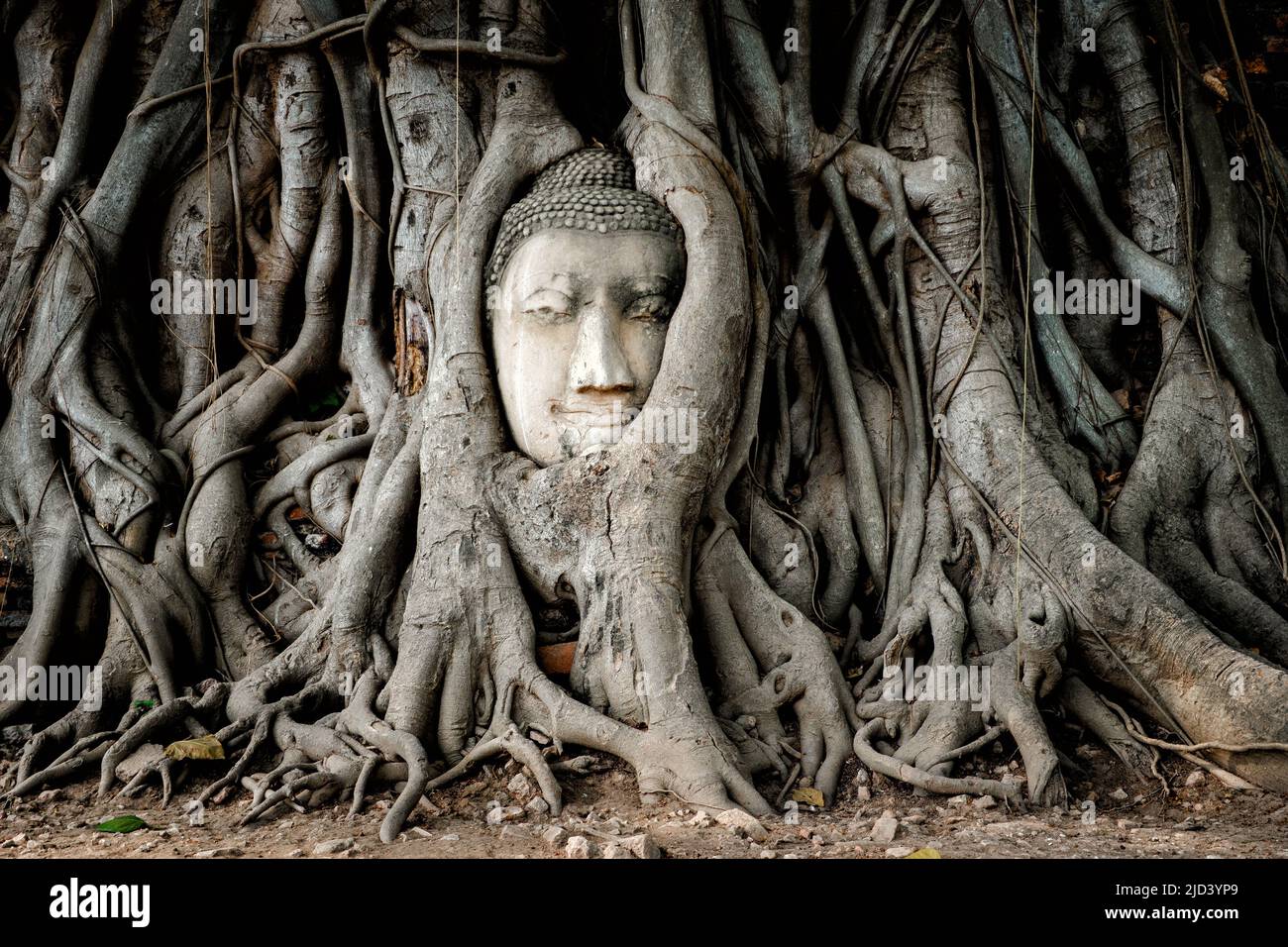 La testa del Buddha nelle radici dell'albero di banyan al tempiale di Wat Mahathat nel parco storico di Ayutthaya, Tailandia. Foto Stock