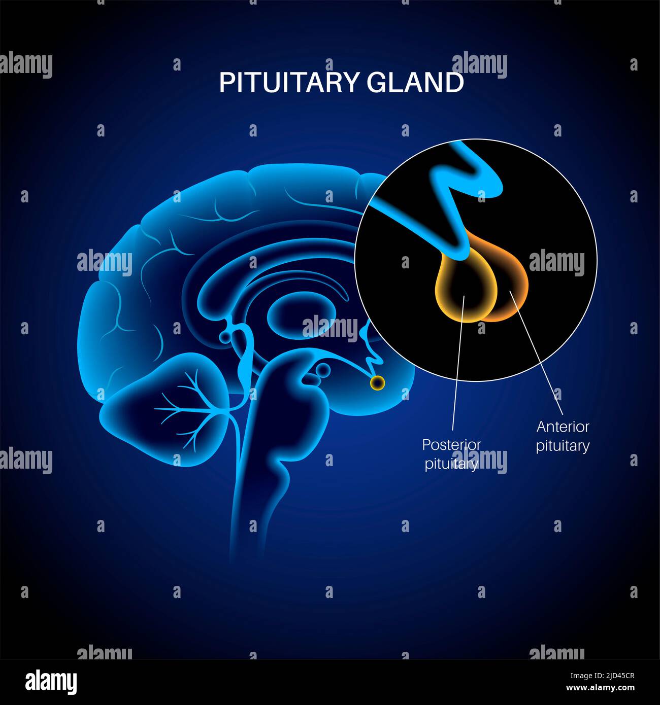 Anatomia ghiandola pituitaria, illustrazione Foto Stock