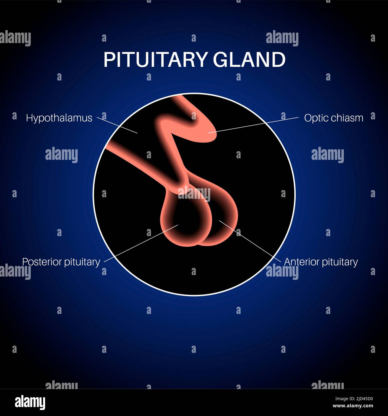 Anatomia ghiandola pituitaria, illustrazione Foto Stock