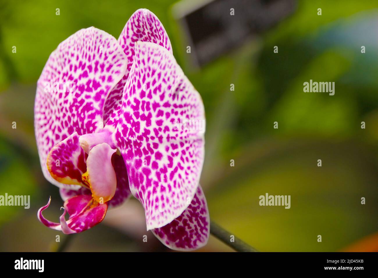 Primo piano di un'orchidea su uno sfondo verde non focalizzato Foto Stock