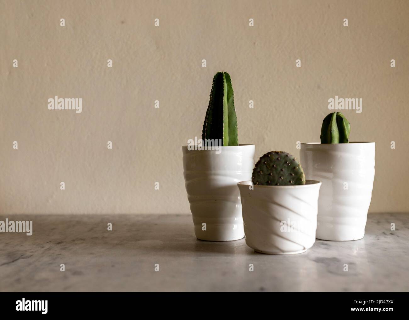 Opuntia viola, mirto blu e stenocereus marginatus cactus in vaso in una bella ceramica pentole Foto Stock