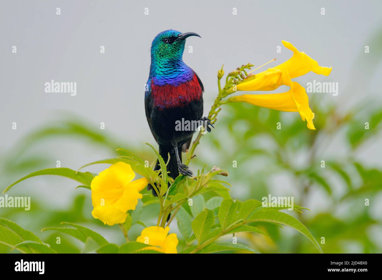 Sunbird (Cinnyris eritrocerycerca) della regina Elisabetta NP, Uganda. Foto Stock