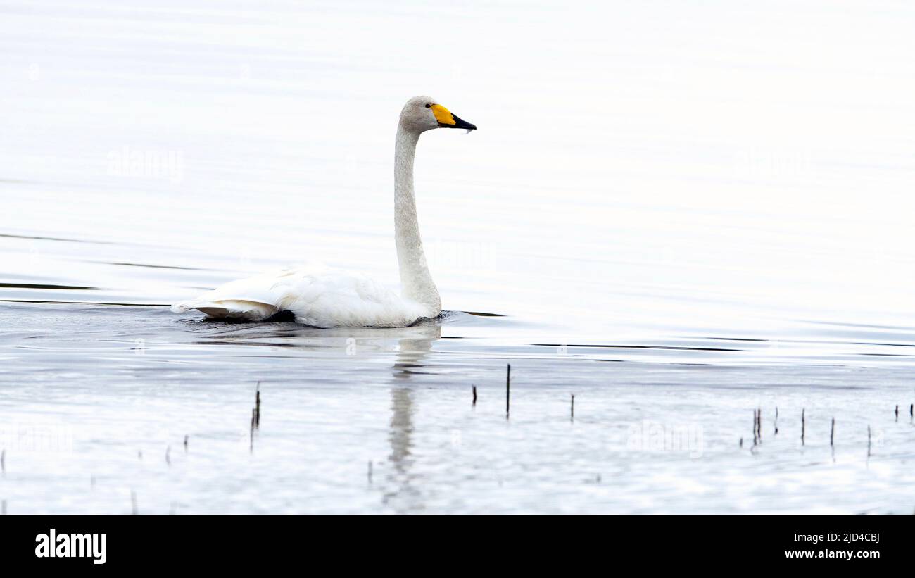 Whooper Swan (Cygnus cygnus) da Härjedalen, Jämtland, Svezia Foto Stock
