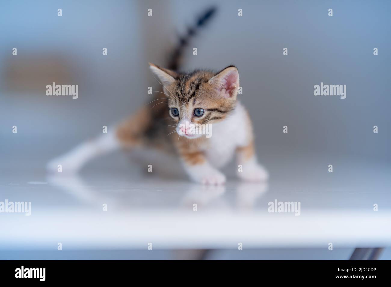 Gattino con occhi blu in primo piano ritratto Foto Stock