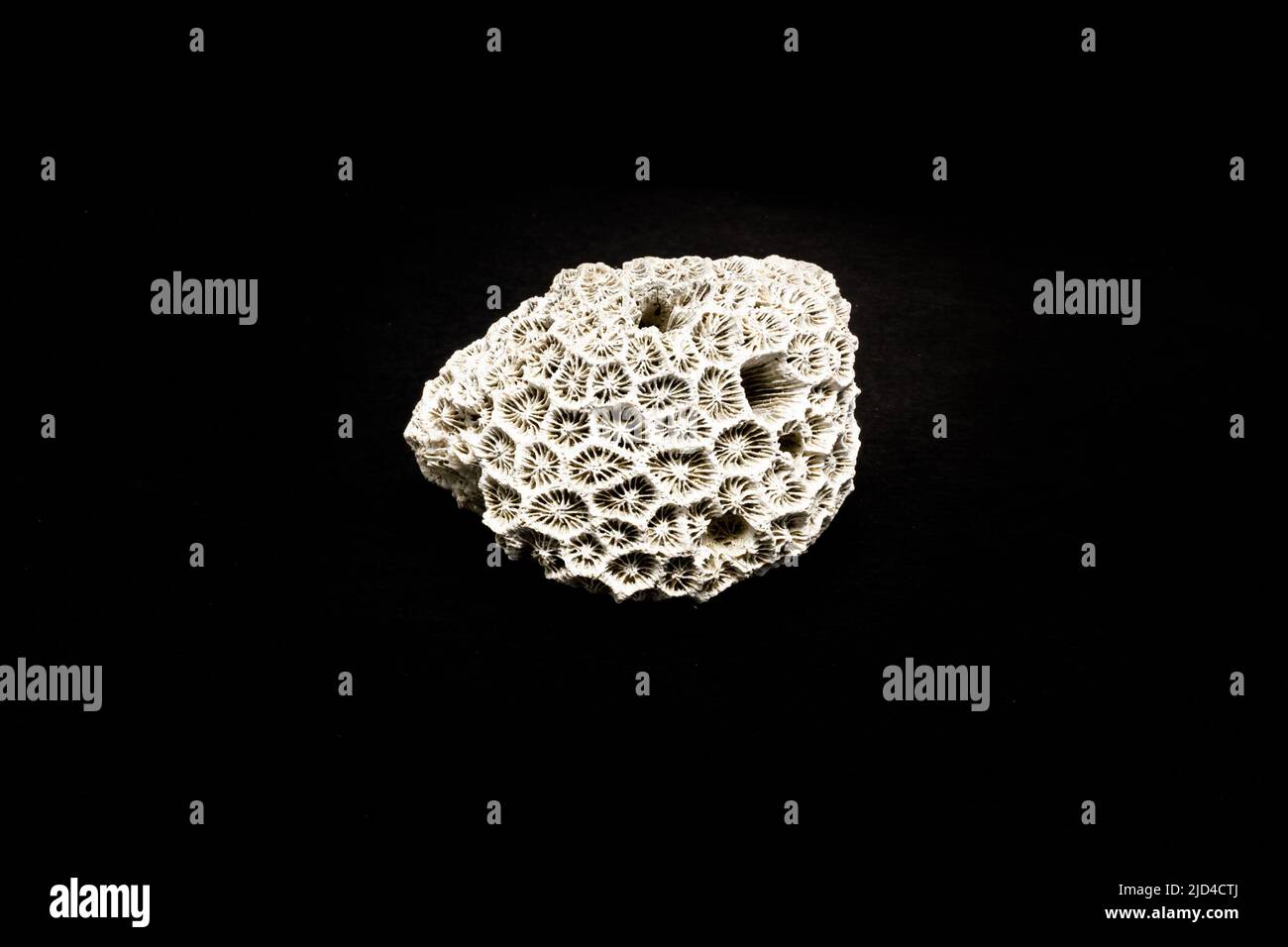 Corallo cerebrale bianco su sfondo nero Foto Stock
