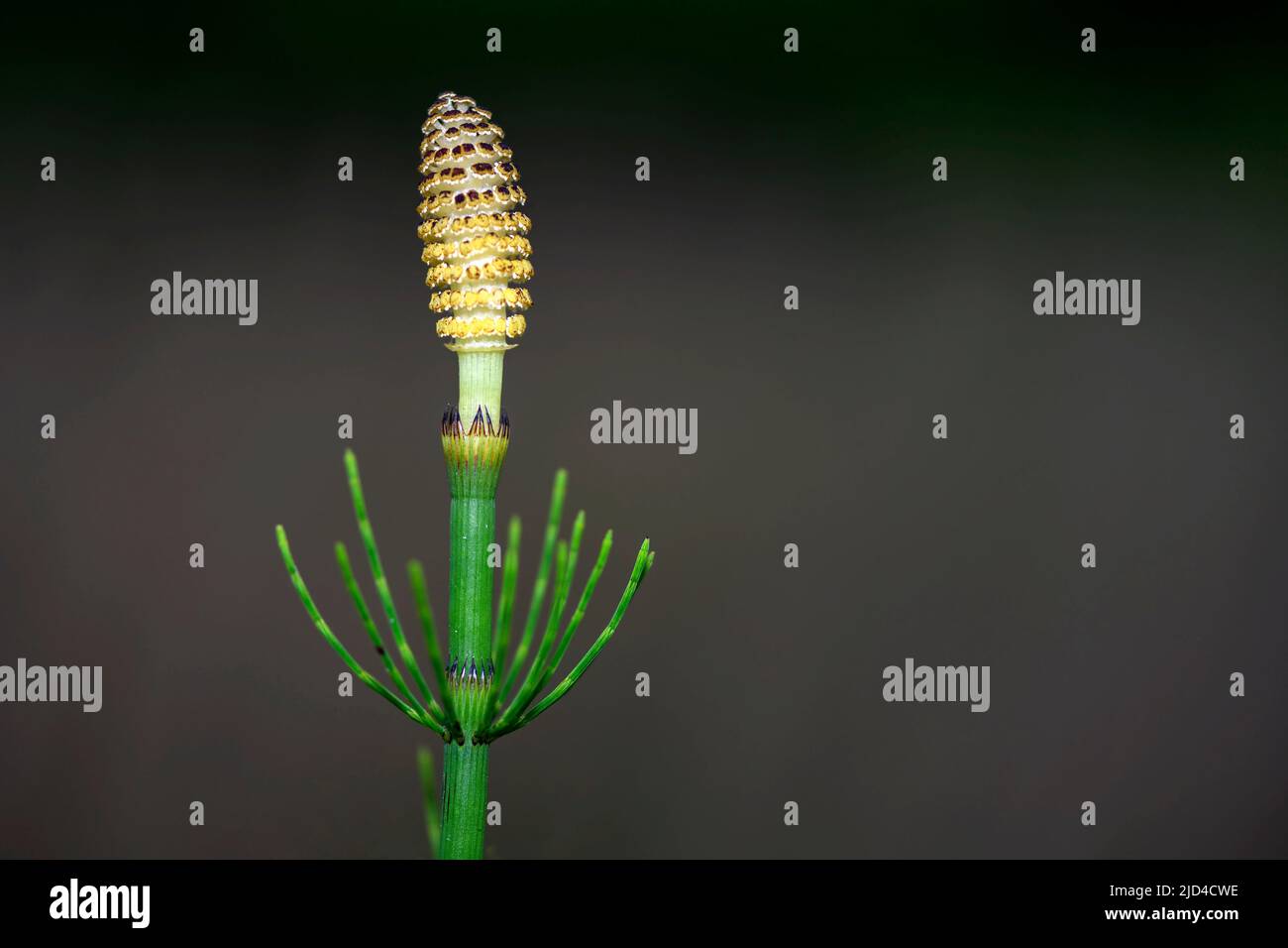 Acquasotto (Equisetum fluvitale) con il cono fertile in cima. Pfrom Vejlerne, Danimarca settentrionale all'inizio di giugno. Foto Stock