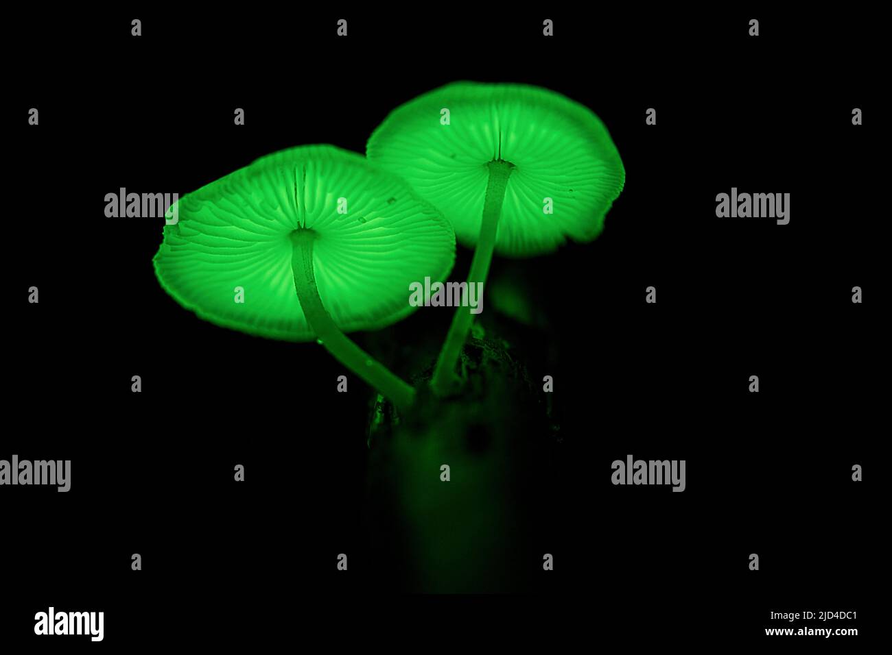 Un fungo del genere Mycena (probabilmente M. chlorophos) sta mostrando il suo tratto bioluminescente ed emette luce che lo fa brillare nella notte buia di Tanju Foto Stock
