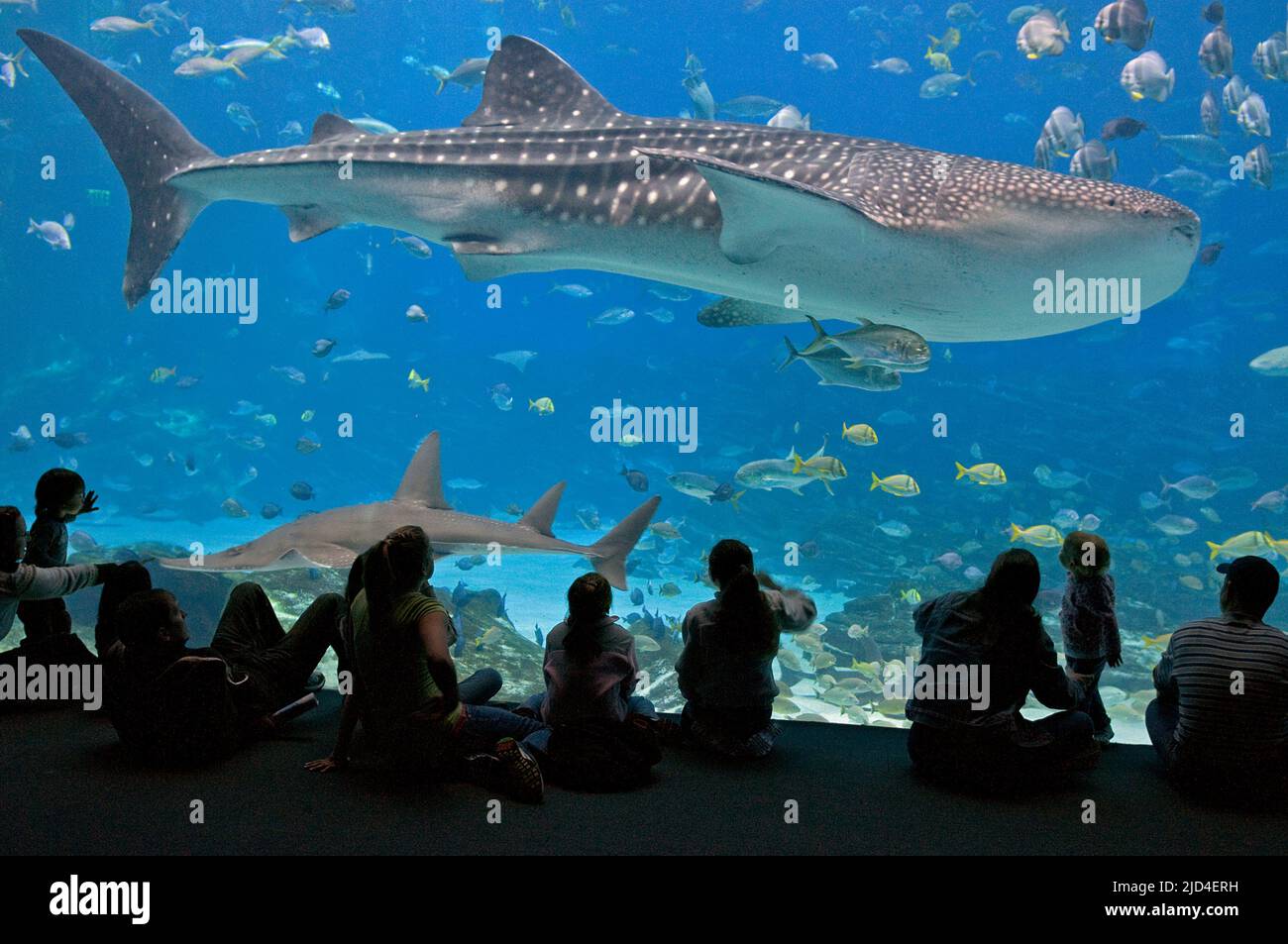 Persone che guardano un grande squalo balena (Rhincodon typus) in mostra al Georgia Aquarium, Atlanta, USA nel mese di aprile 2009. Foto Stock