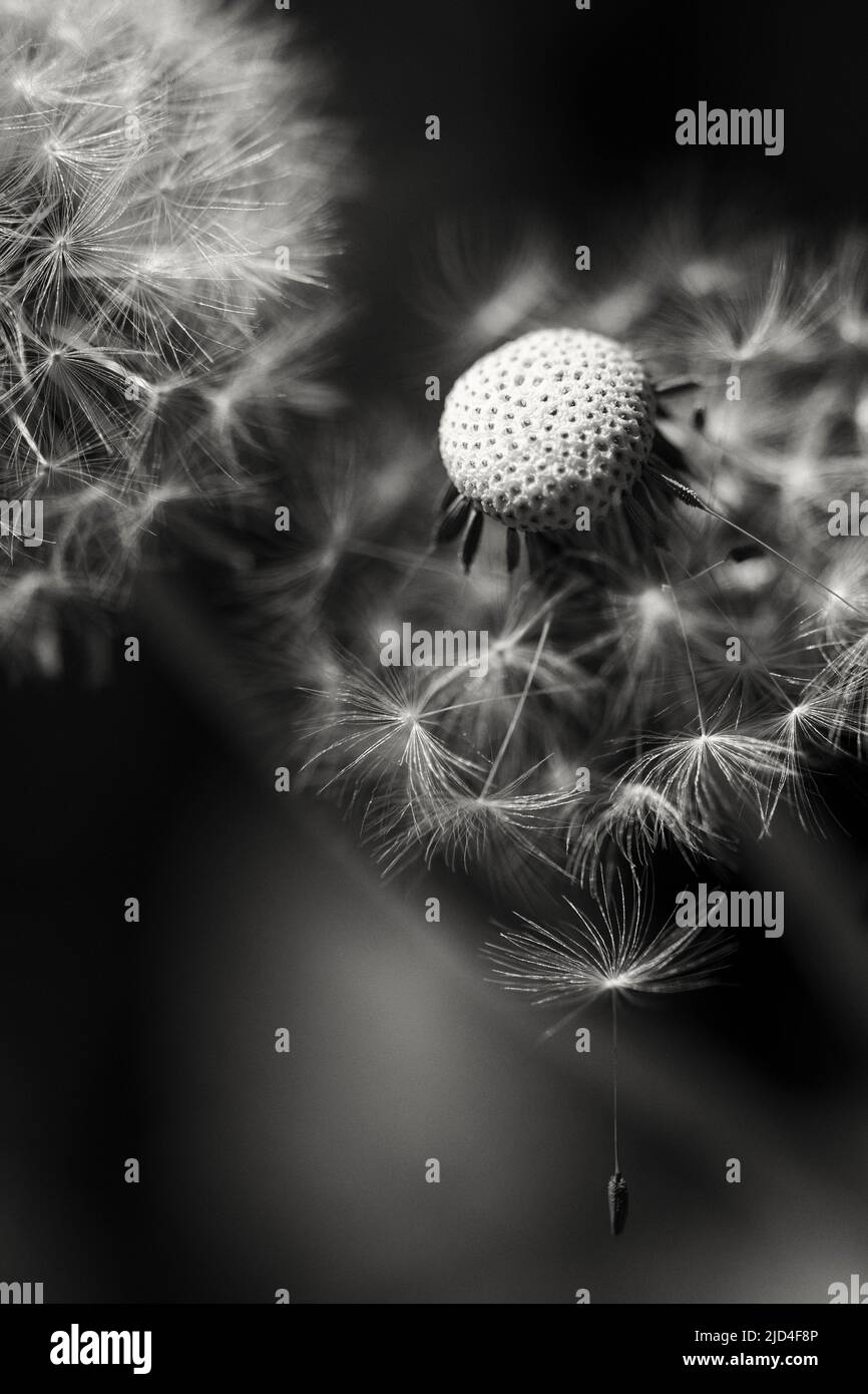 Paracadute - Dandelion Seedhead Foto Stock