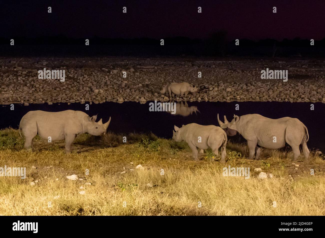 Rinoceronti bianchi che bevono da una buca al nightin Etosha National Park in Namibia Africa Foto Stock