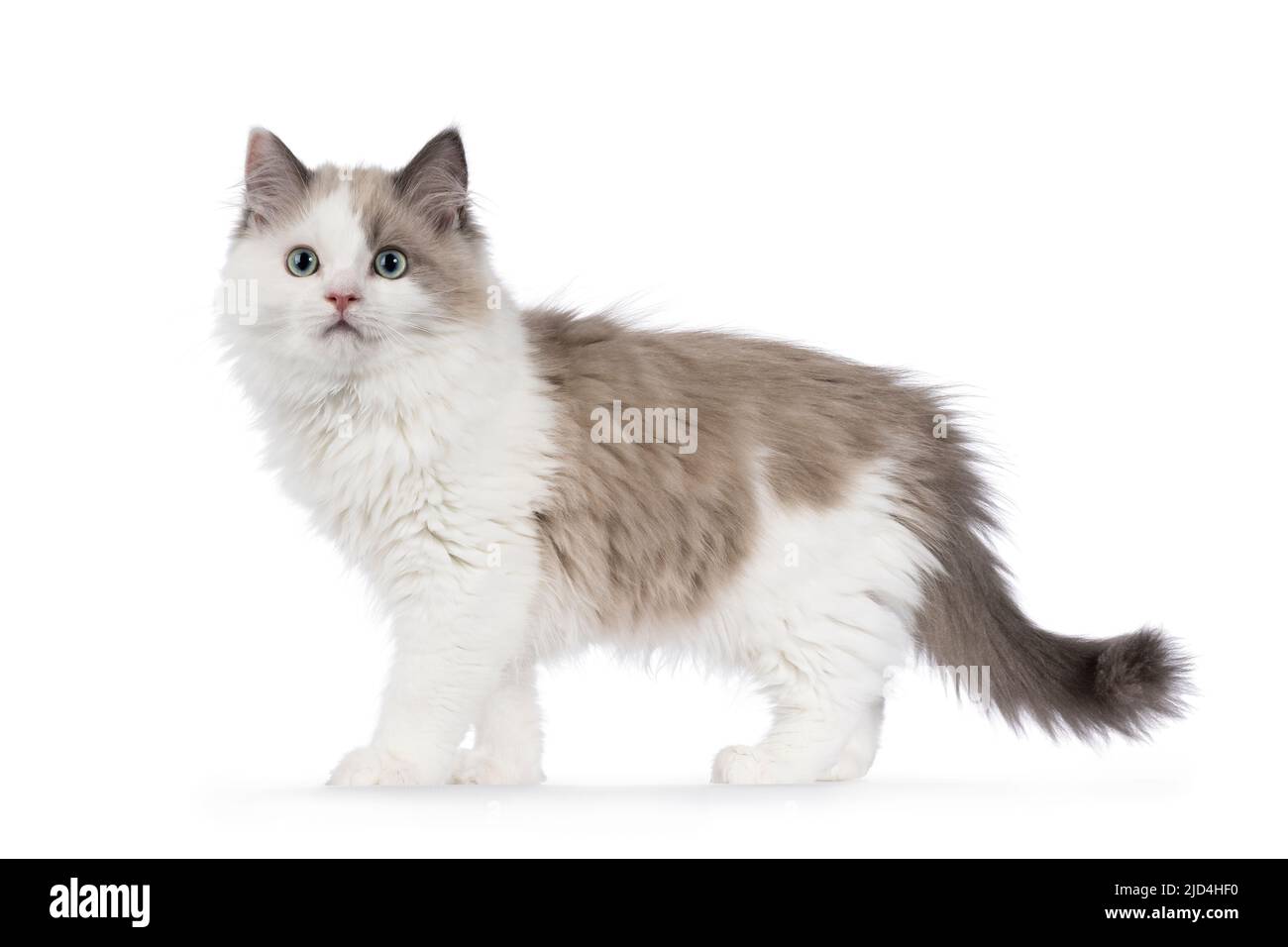 Carino mink Ragdoll gatto gattino, in piedi modi laterali. Guardando verso la fotocamera con occhi verdi acquari. Isolato su sfondo bianco. Foto Stock