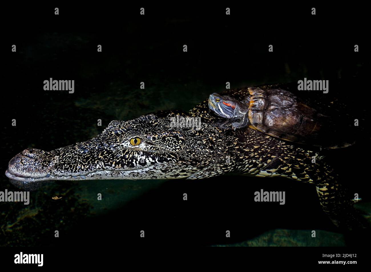Cursore dell'orecchio rosso (Trachemys scripta) che fa un giro su un coccodrillo cubano (rombifero di coccodrillo). Condizioni controllate Foto Stock