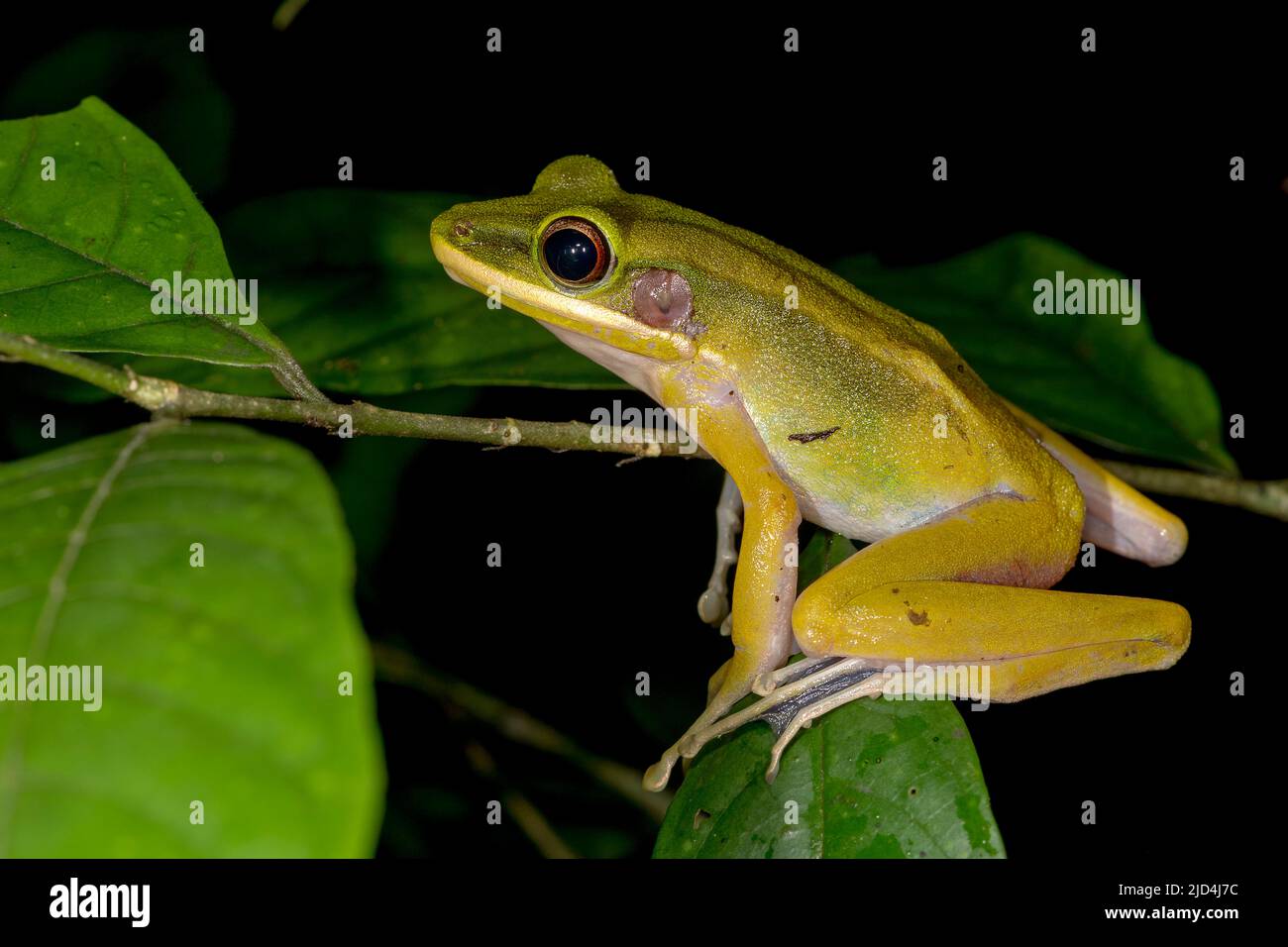 Rana ruscello (raniceps di Hylarana) da Kuban National Park, Sarawak, Borneo Foto Stock