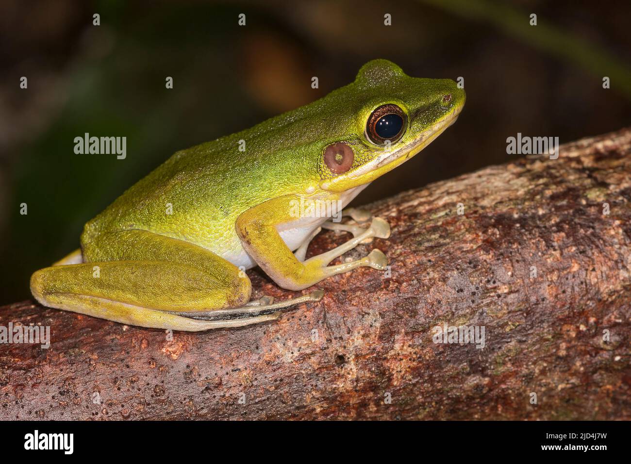 Rana ruscello (raniceps di Hylarana) da Kuban National Park, Sarawak, Borneo Foto Stock