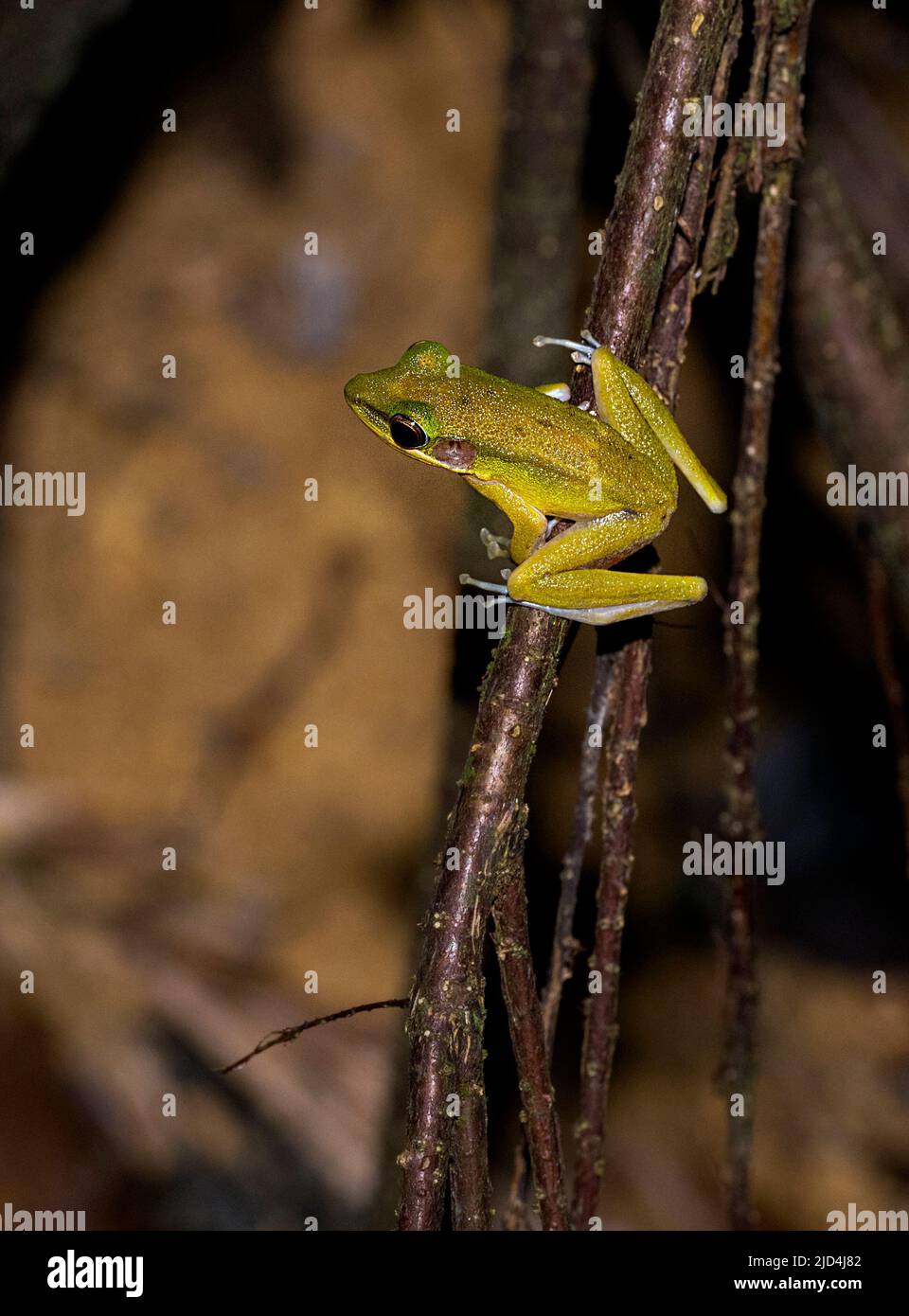 Rana ruscello (raniceps di Hylarana) da Kuban National Park, Sarawak, Borneo Foto Stock