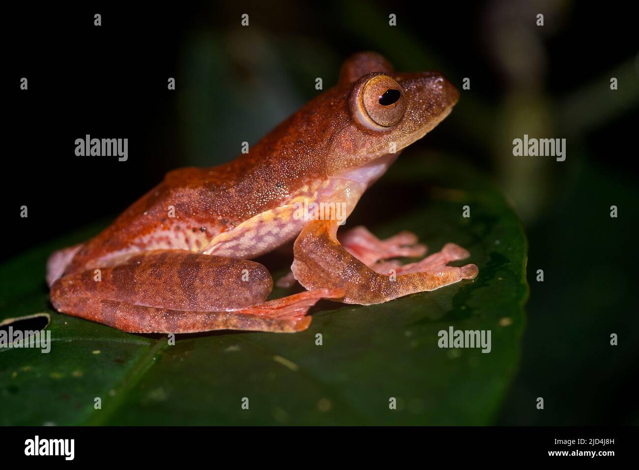 Harlequin Tree Frogs (Rhacophorus pardalis) dal Parco Nazionale di Kubah, Sarawak, Borneo Foto Stock