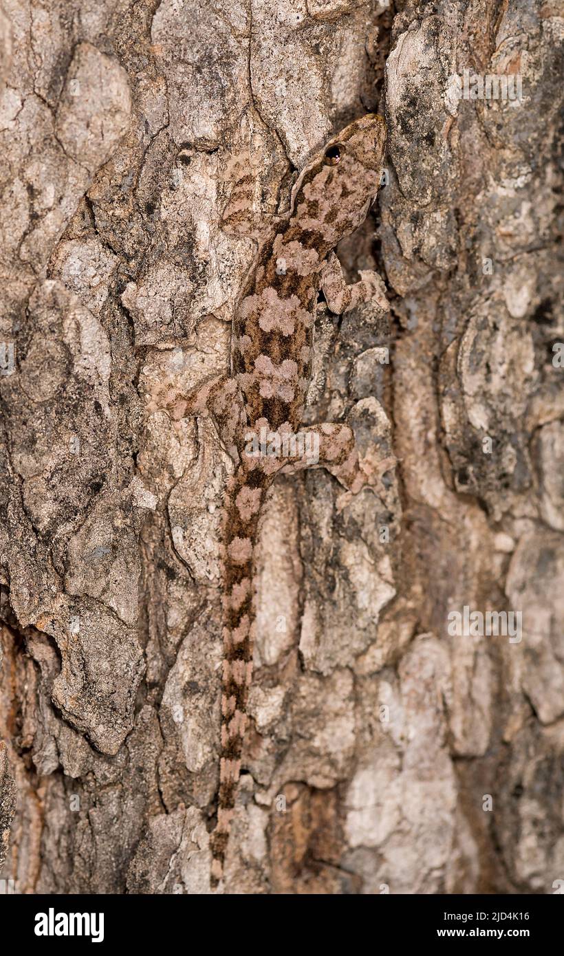 Geco a punta piegata (Cyrtodactylus sp.) dall'isola di Komodo, Indonesia. Foto Stock