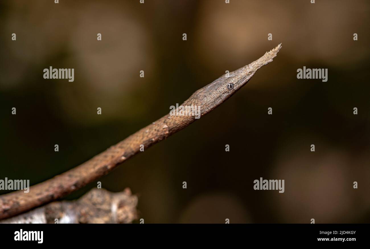 Serpente malgascio con naso a foglia (Langaha madagascariensis, femmina), endemico del Madagascar. (Condizioni controllate) Foto Stock