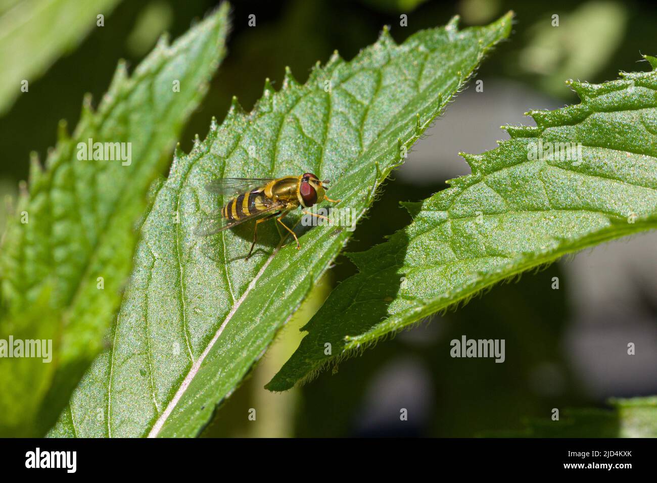 Una mosca del hover che riposa sulla foglia verde di una pianta Foto Stock