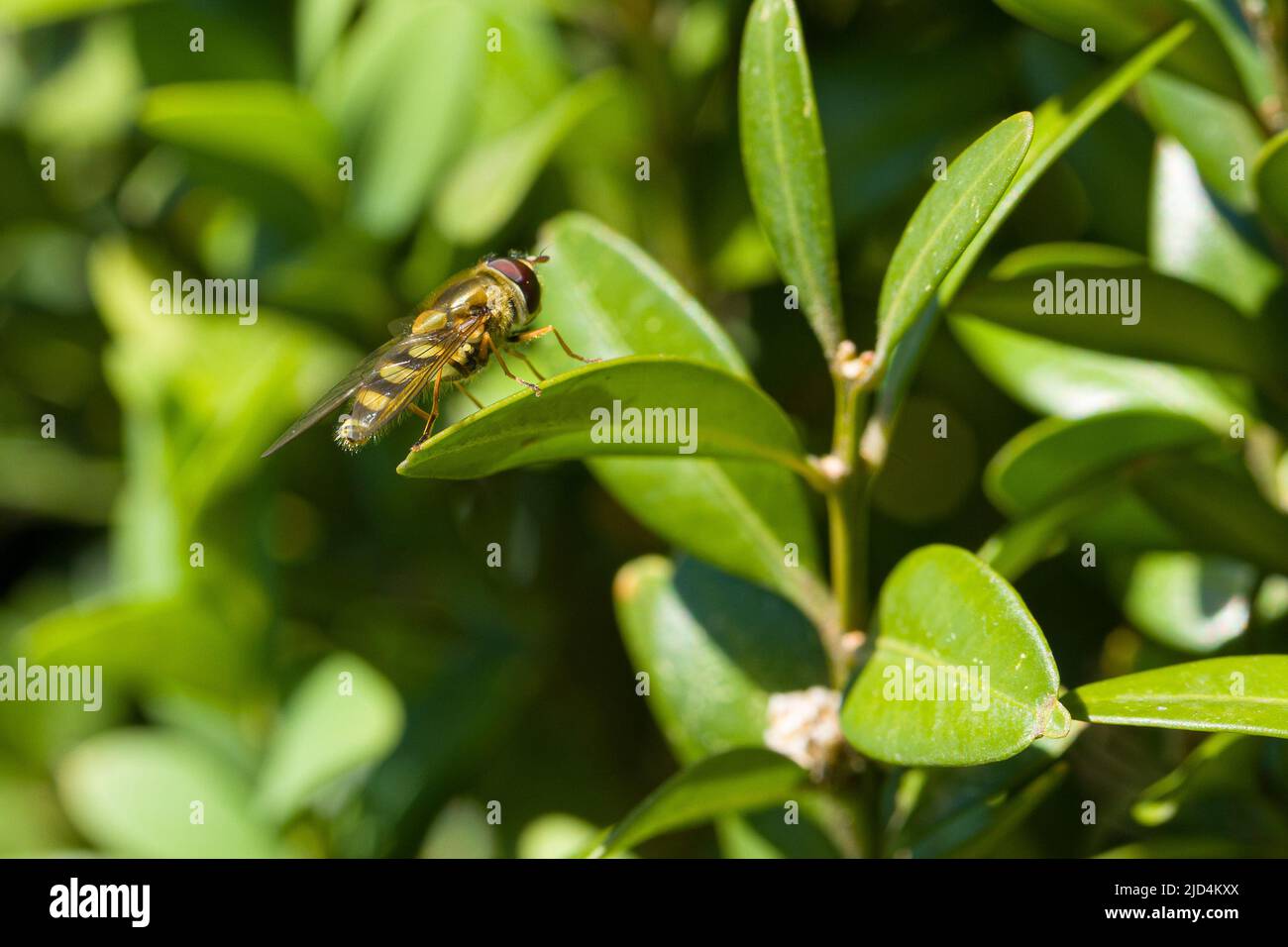 Una mosca del hover che riposa sulla foglia verde di una pianta Foto Stock