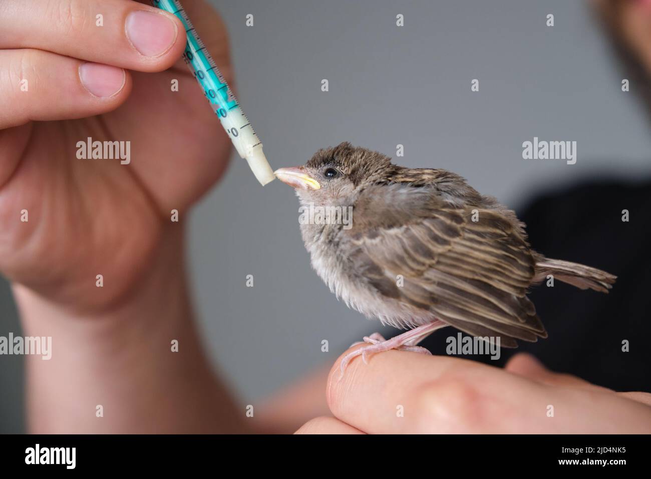 Persona che prova a mangiare a mano Casa Sparrow pulcino, che ha il suo becco chiuso. Foto Stock