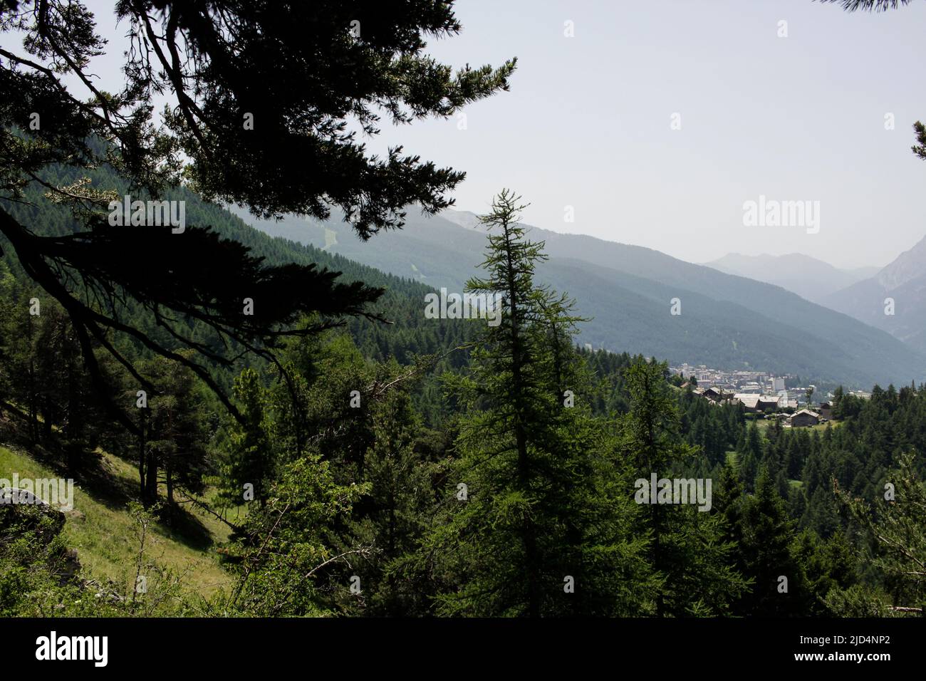 Gran Bosco di Salbertrand in Val di Susa (Torino, Piemonte, Italia) Foto Stock