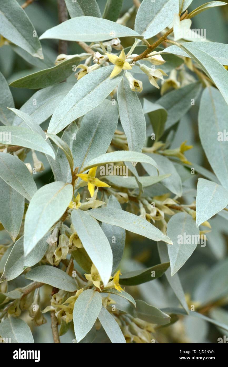 Elaeagnus Quicksilver argentissimo ovato lascia piccoli fiori gialli cremosi in primavera Foto Stock