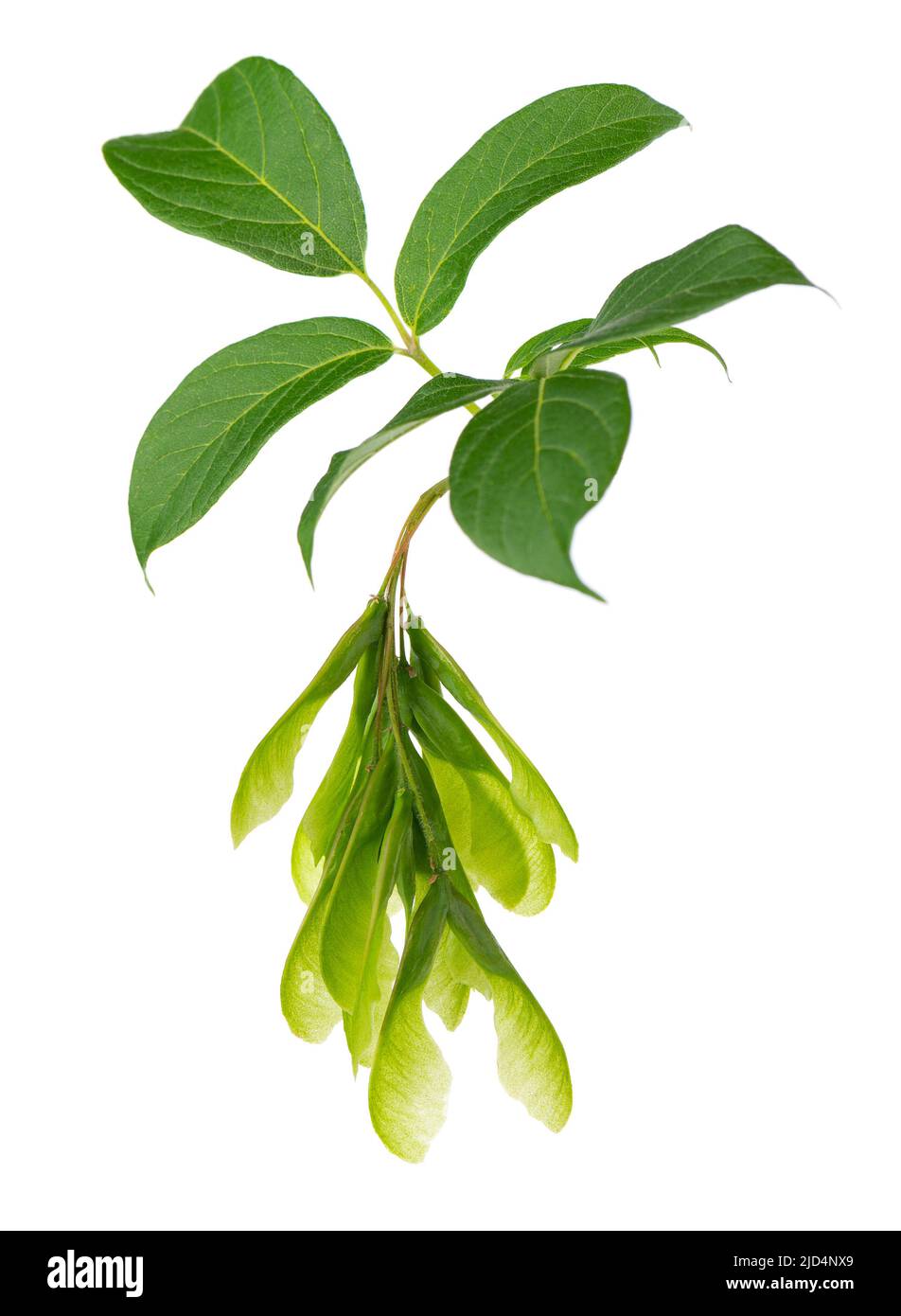 Ashleaf ramo di acero isolato su sfondo bianco. Maple Acer negundo foglie e semi Foto Stock