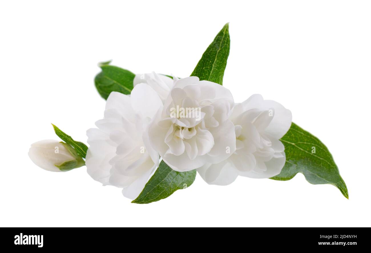 Fiore di gelsomino, isolato su sfondo bianco. Fiori bianchi di gelsomino terry Foto Stock