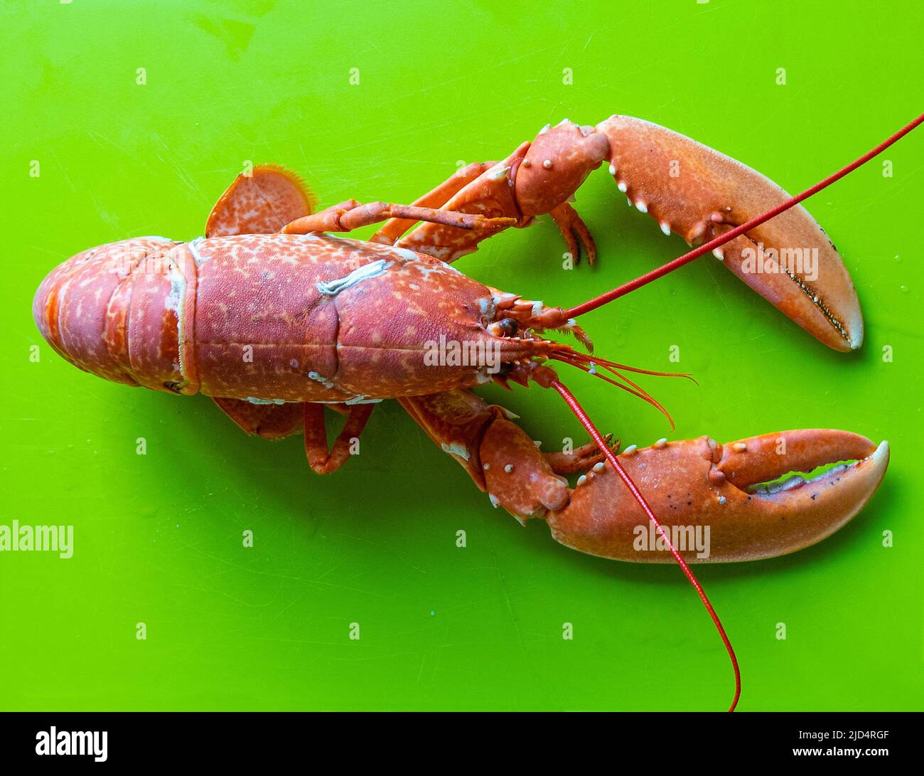 Aragosta su sfondo verde Foto Stock