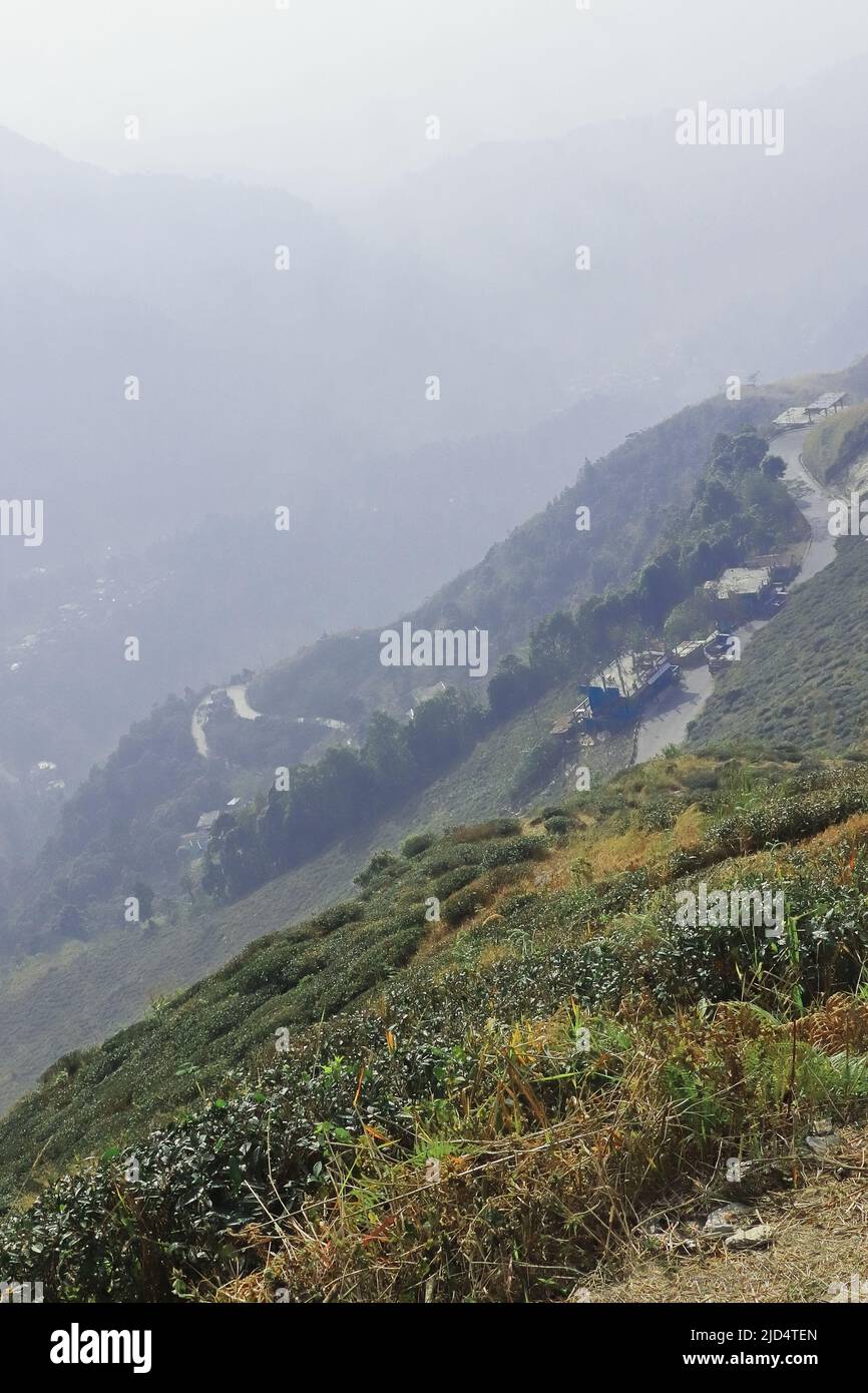 giardino del tè e zigzag strada di montagna di kurseong vicino darjeeling nel bengala occidentale in india Foto Stock