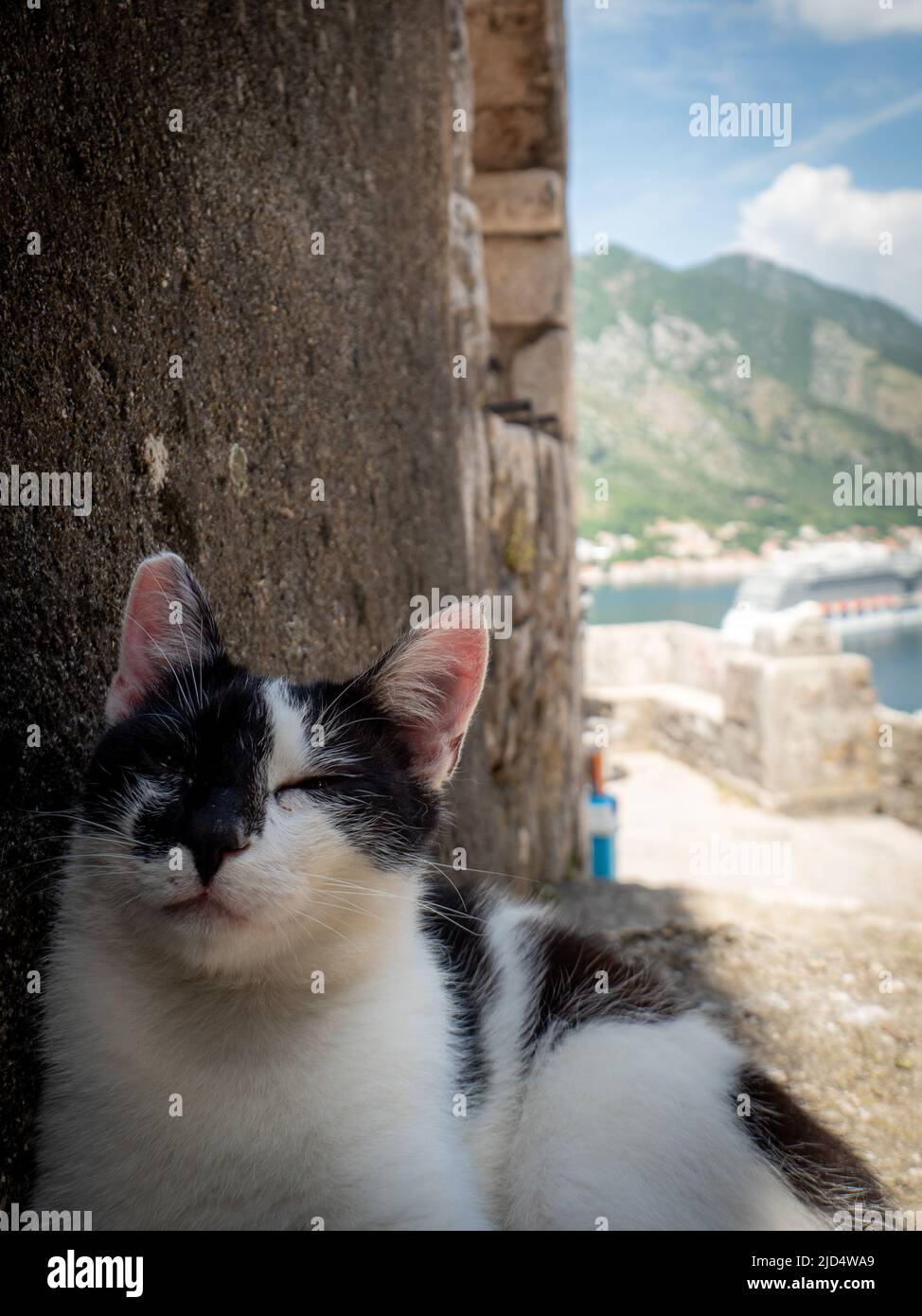 Gatto a Cattaro nella fortezza II Foto Stock