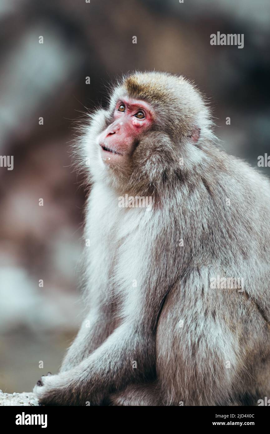 Scimmia da neve Macaque giapponese per adulti selvaggia con volto rosso e pelliccia marrone, sfondo sfocato Foto Stock