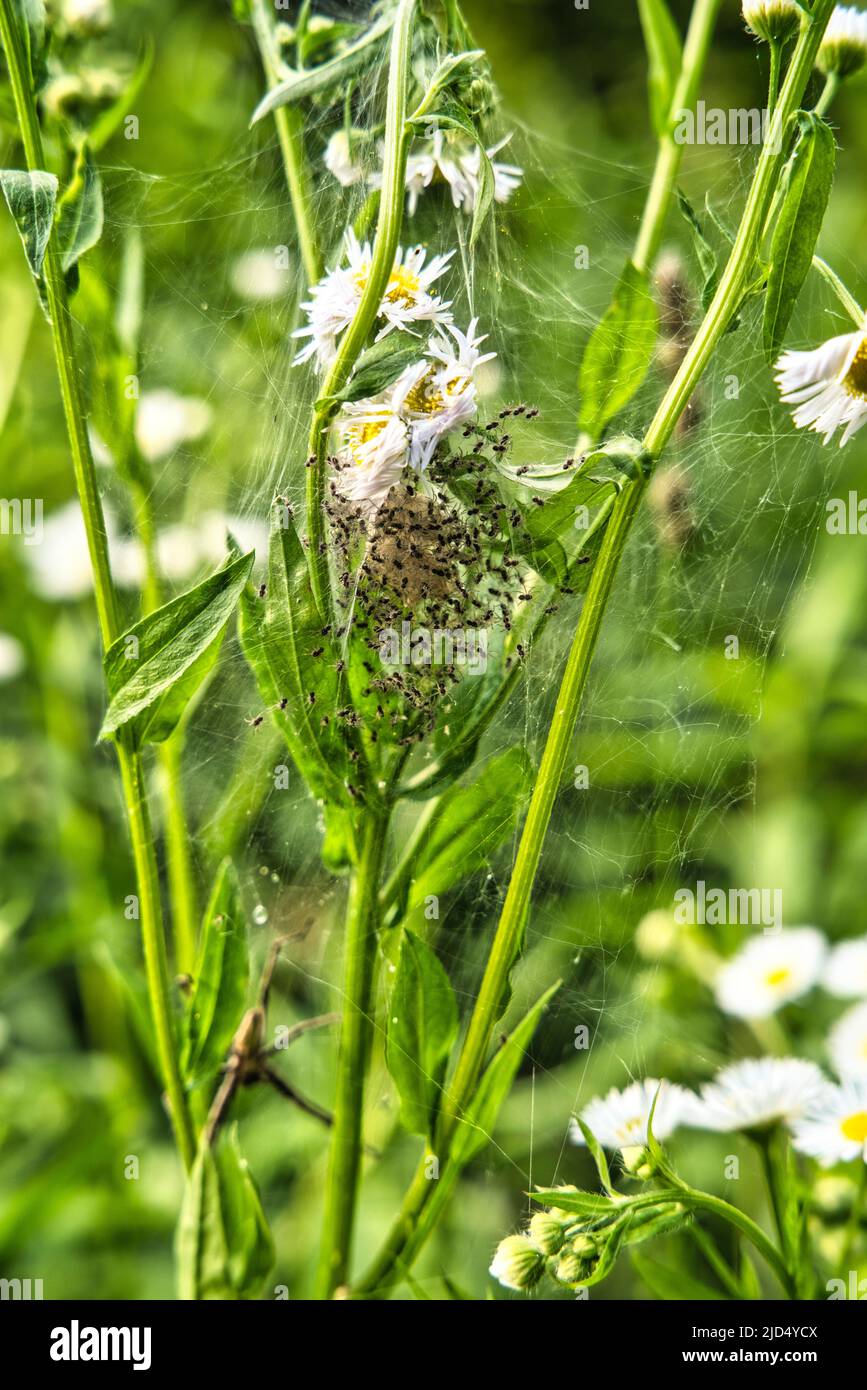 Il colpo macro di piccoli spiderlings del ragno di fotoricettore del nursery Pisaura mirabilis nel nido con i ragni giovani su una pianta verde nell'estate. Foto Stock