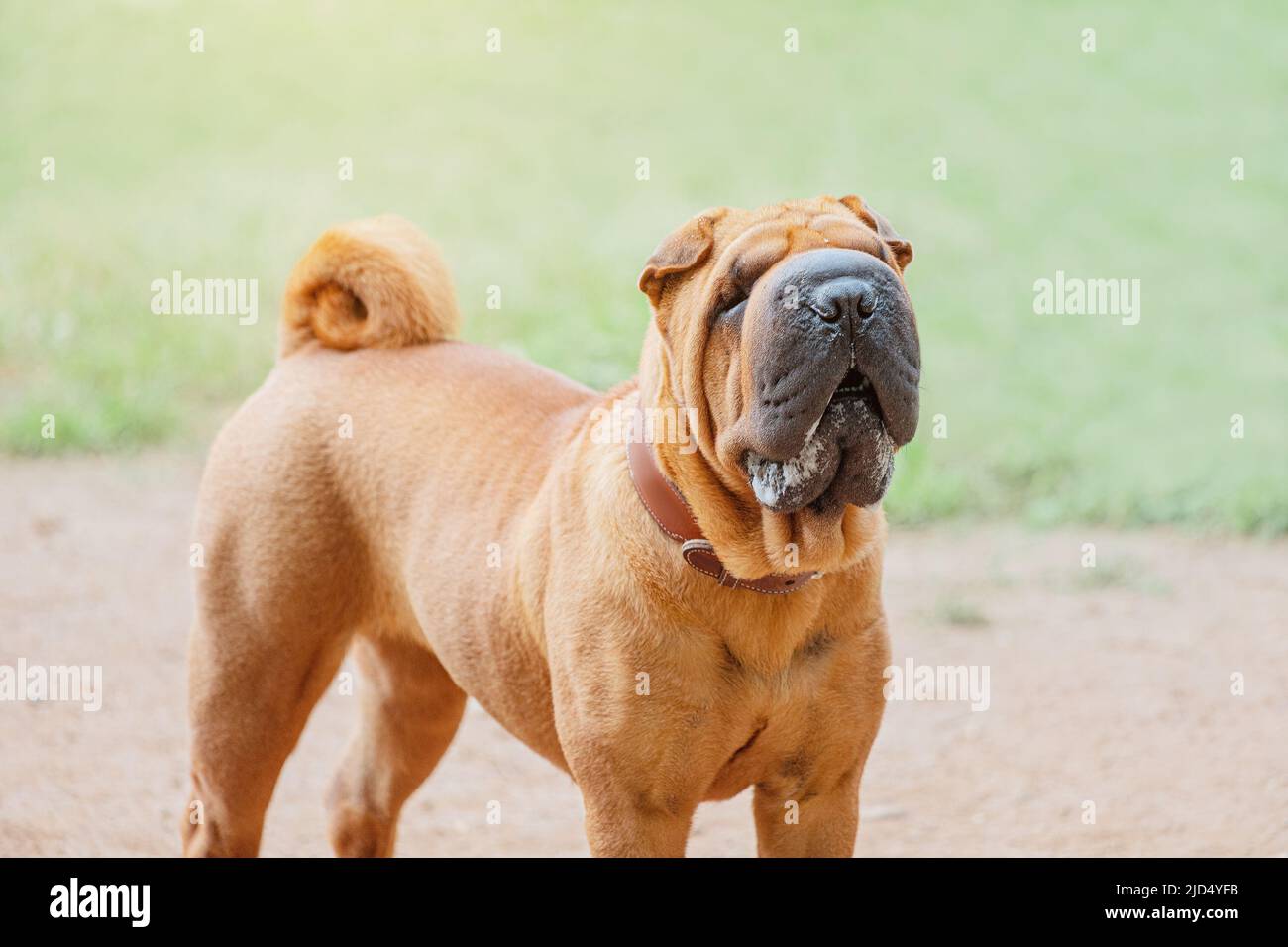 Shar Pei cane razza a piedi nel parco. Insolito e divertente adorabile animale domestico dalla Cina. Adorabile museruola con numerose rughe e secrezioni di saliva Foto Stock