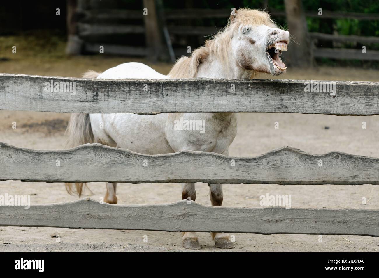Un cavallo bianco Pommel di Laughing Foto Stock
