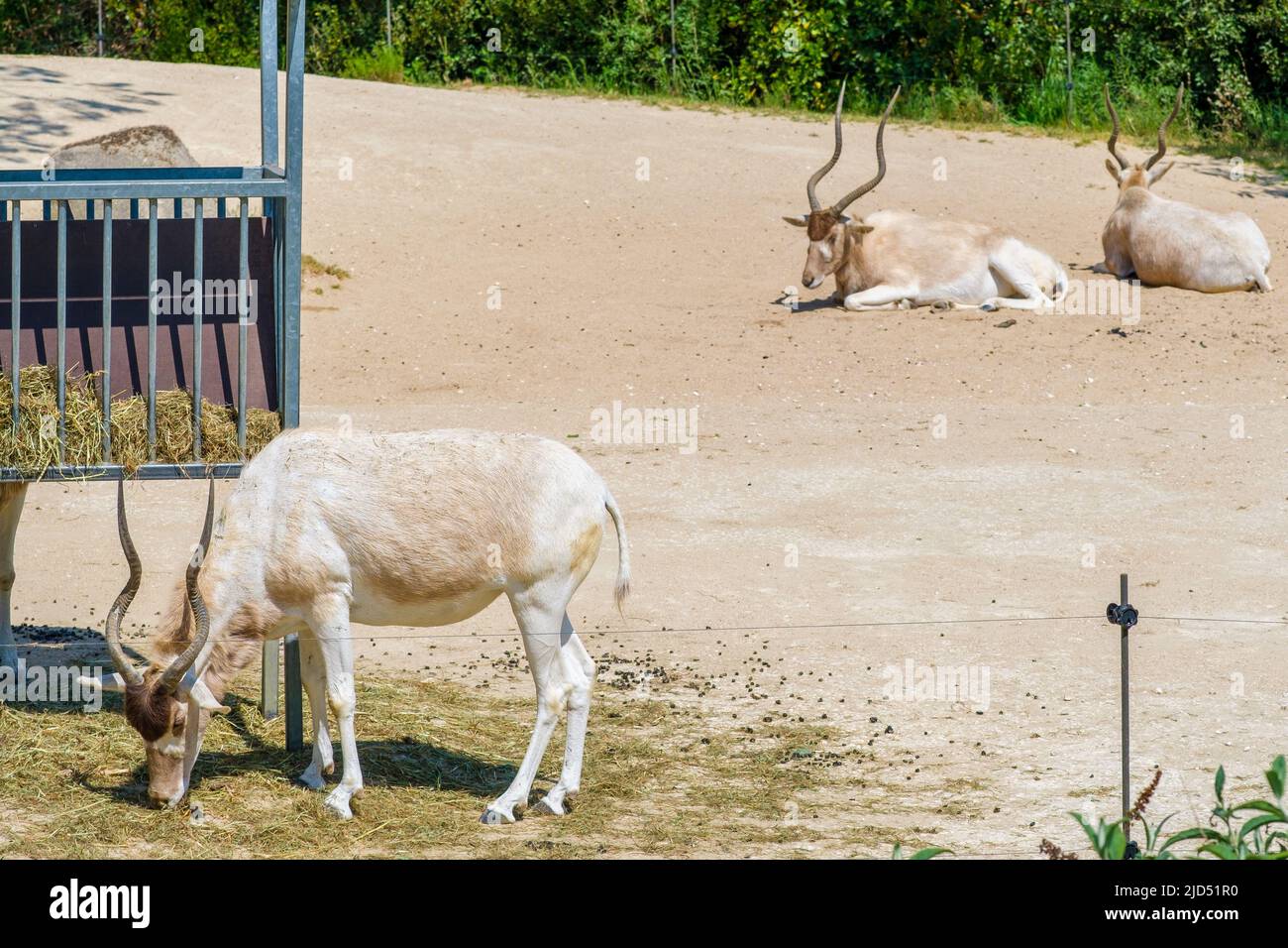 Vista di Addax, conosciuta anche come le antilopi bianche che mangiano e riposano Foto Stock