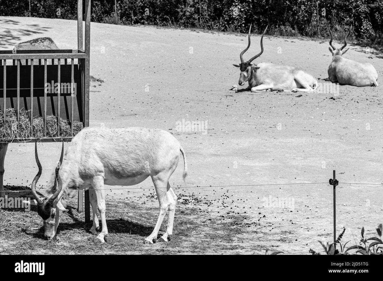 Vista di Addax, conosciuta anche come le antilopi bianche che mangiano e riposano in bianco e nero Foto Stock