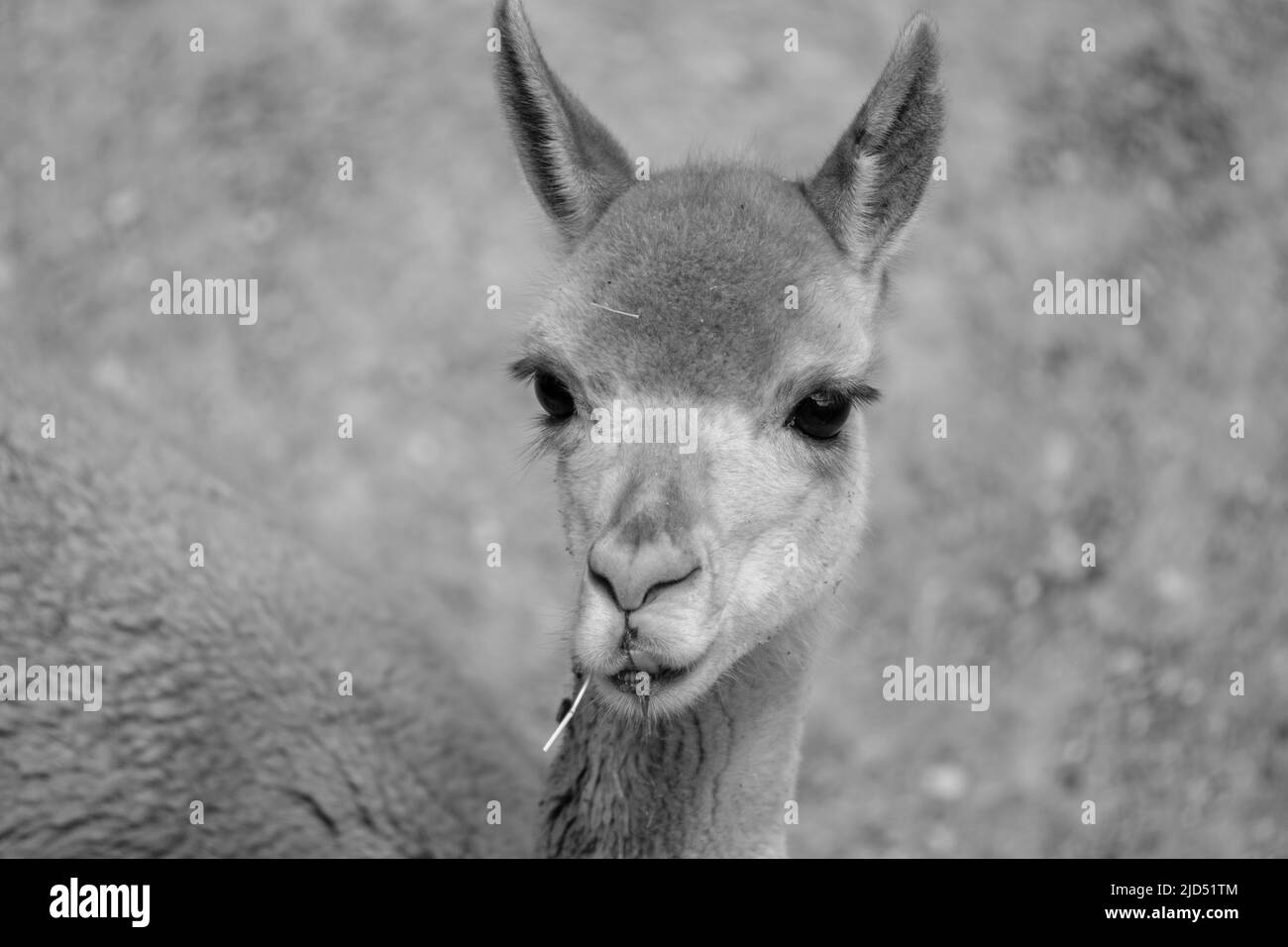 Primo piano della testa di un Guanaco in bianco e nero Foto Stock