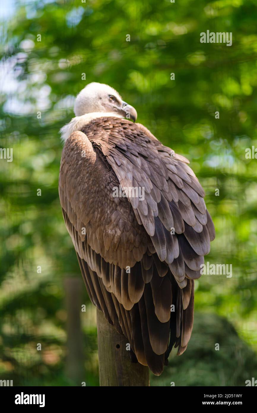 Un avvoltoio seduto su un albero Foto Stock