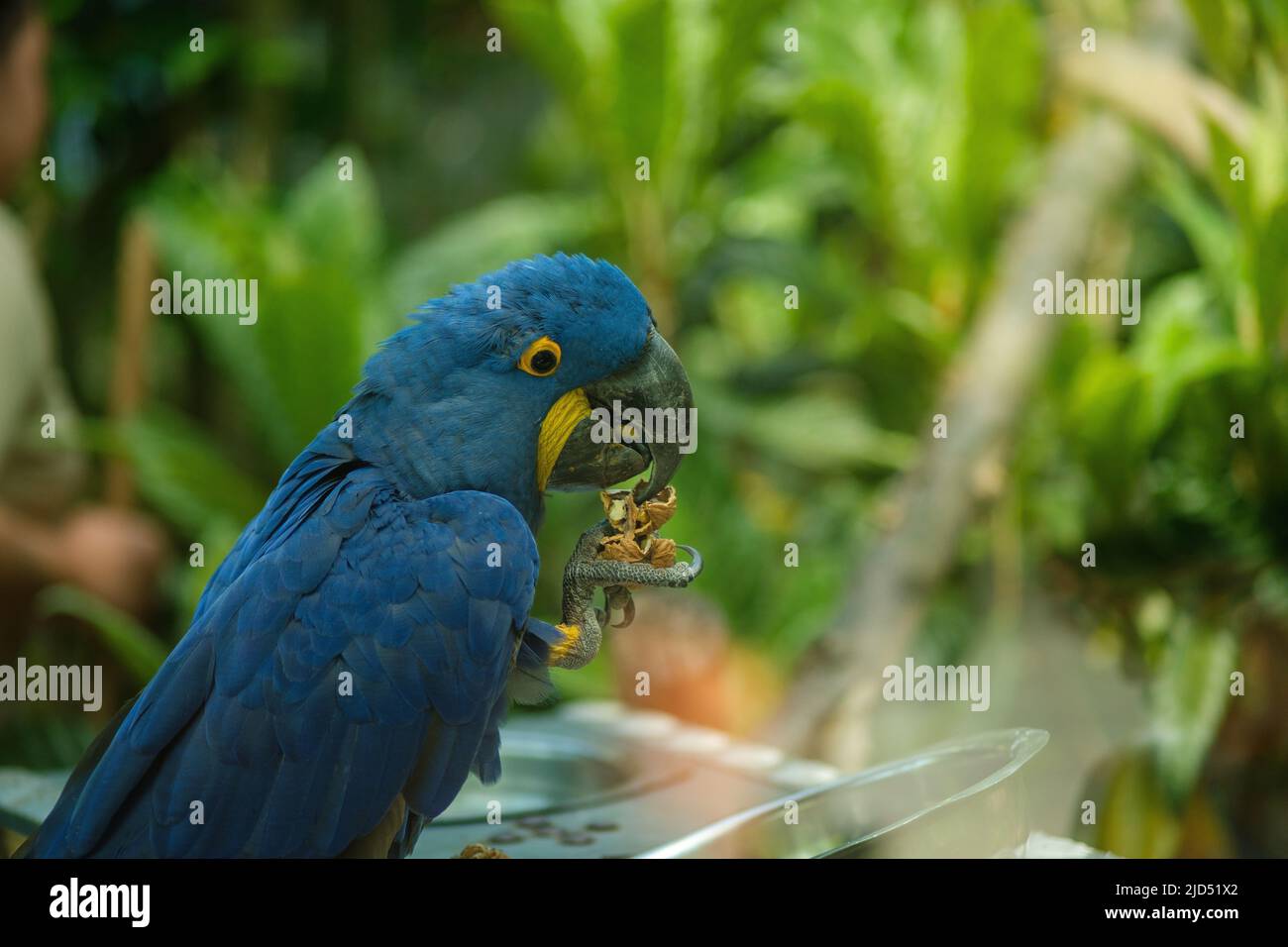 Un pappagallo blu bello anche conosciuto come il macaw di Hyacinth che mangia nella foresta Foto Stock