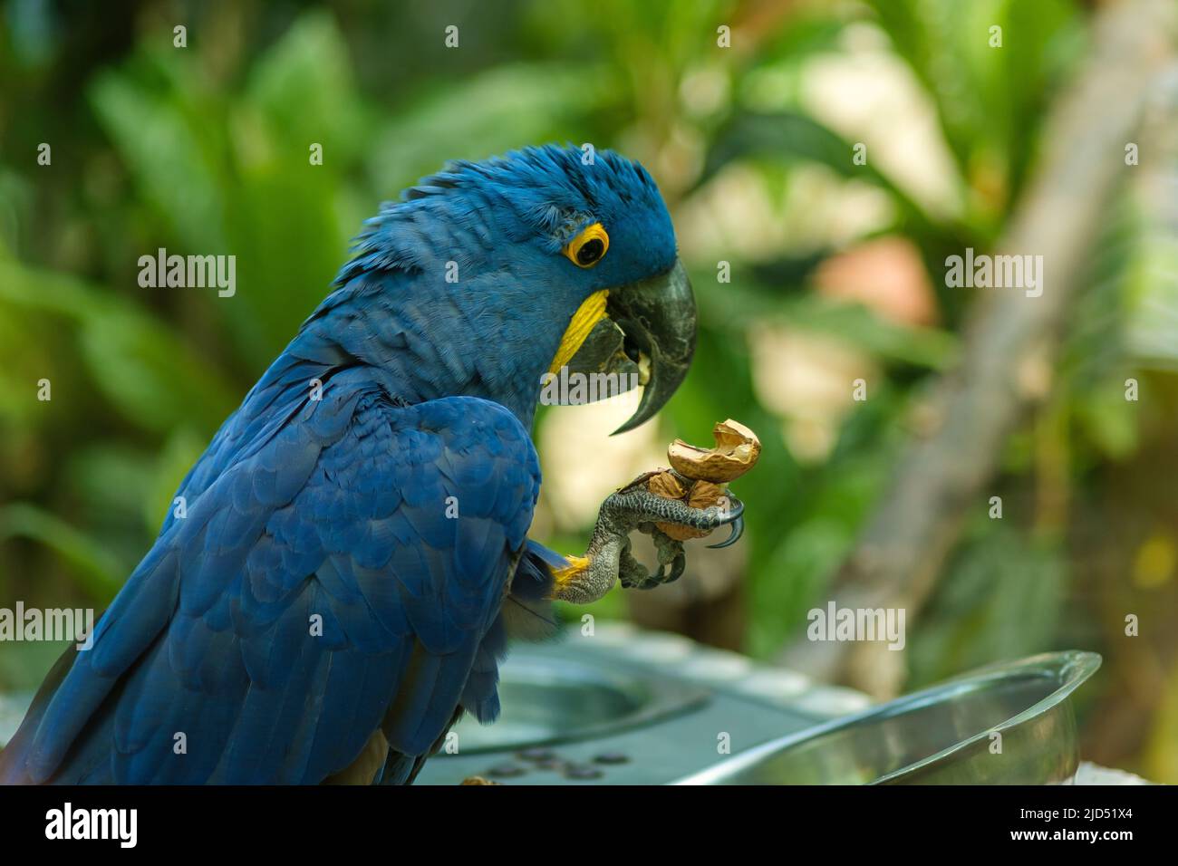 Un pappagallo blu bello anche conosciuto come il macaw di Hyacinth che mangia nella foresta Foto Stock