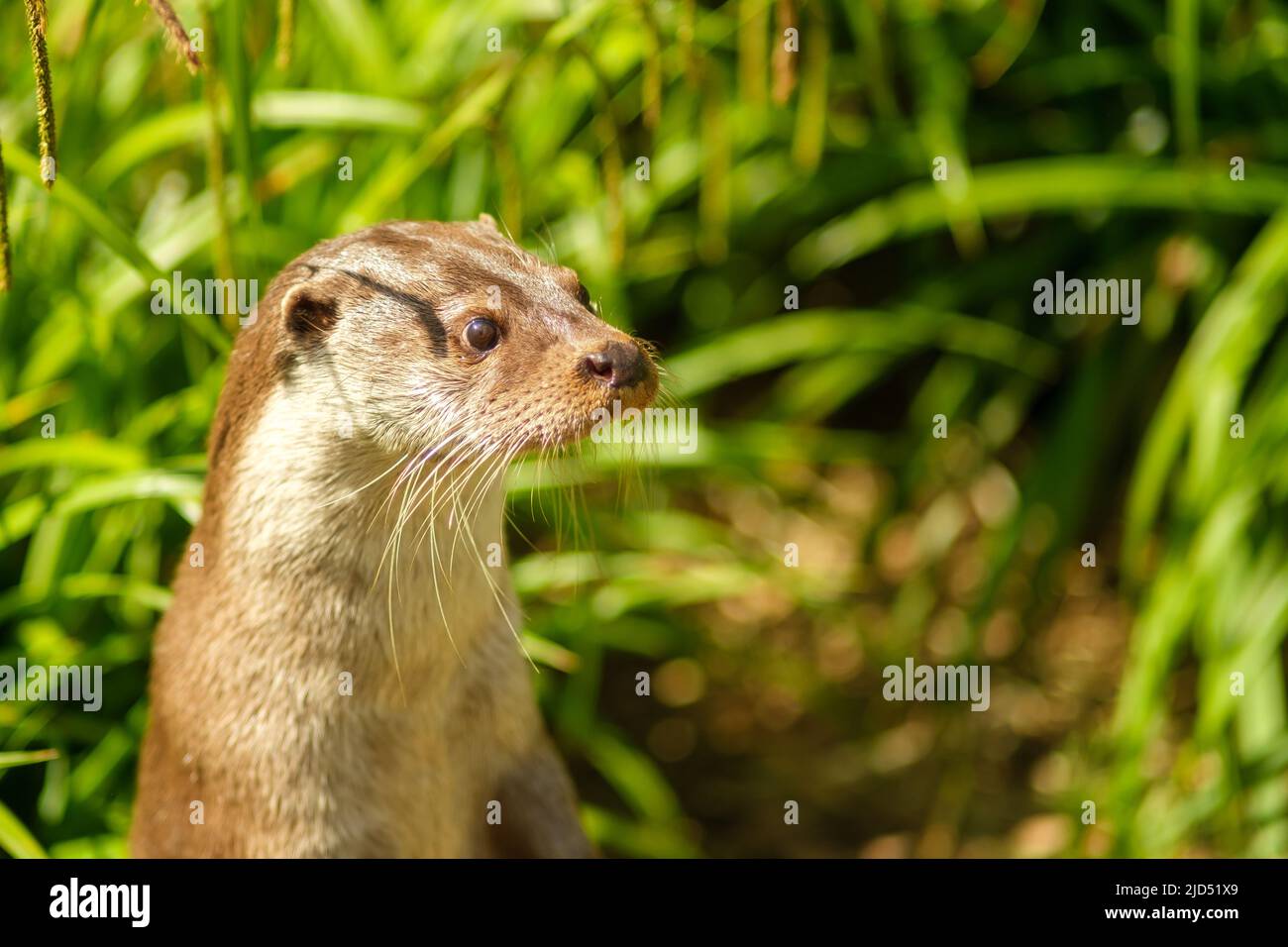 Primo piano di vista di una lontra che è curioso Foto Stock