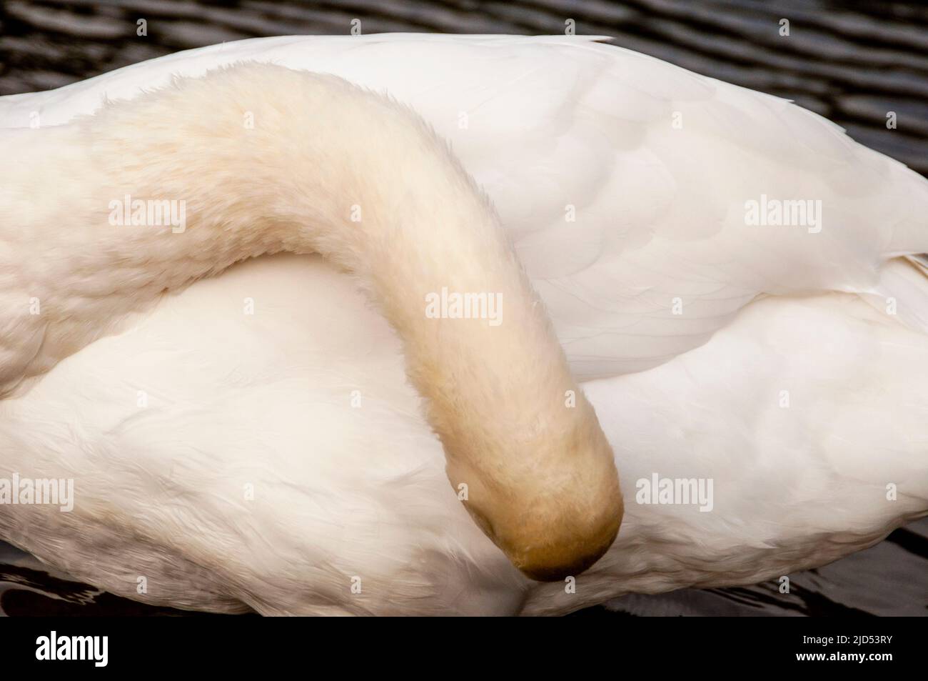 Swan a St Stephens Green a Dublino, Irlanda. Foto Stock