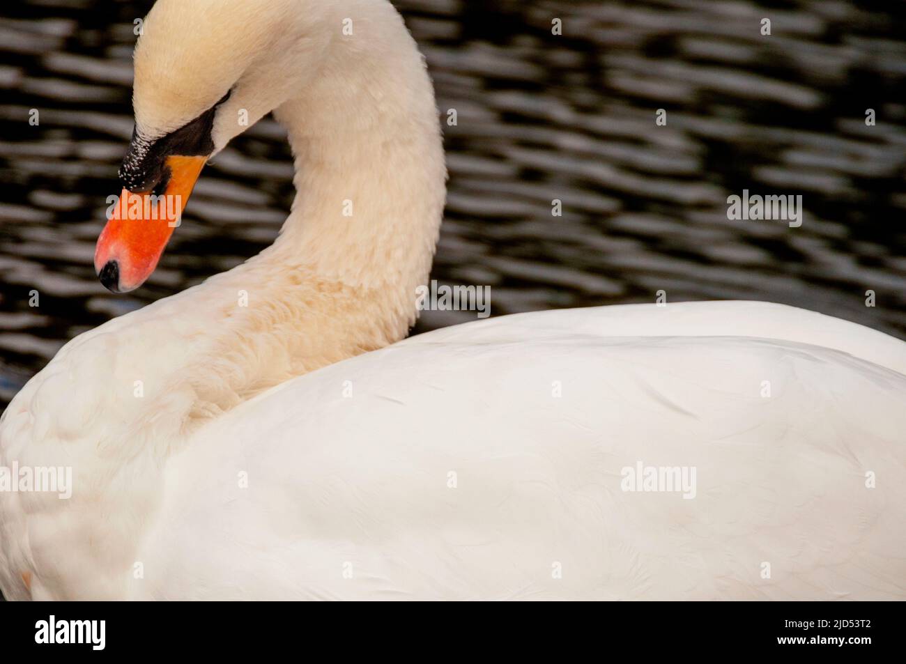 Swan a St Stephens Green a Dublino, Irlanda. Foto Stock