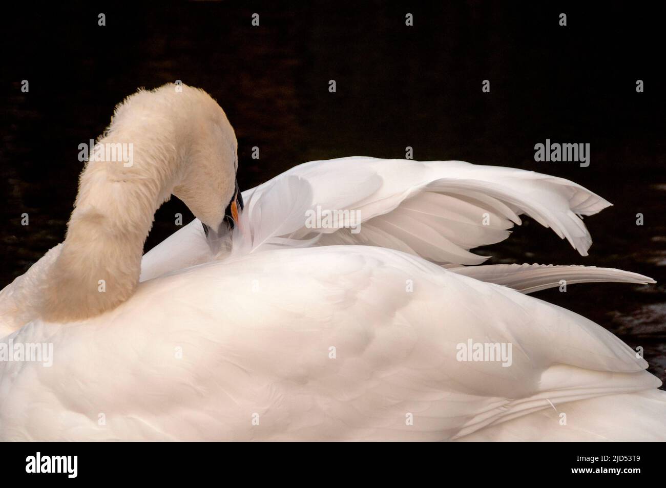 Swan a St Stephens Green a Dublino, Irlanda. Foto Stock