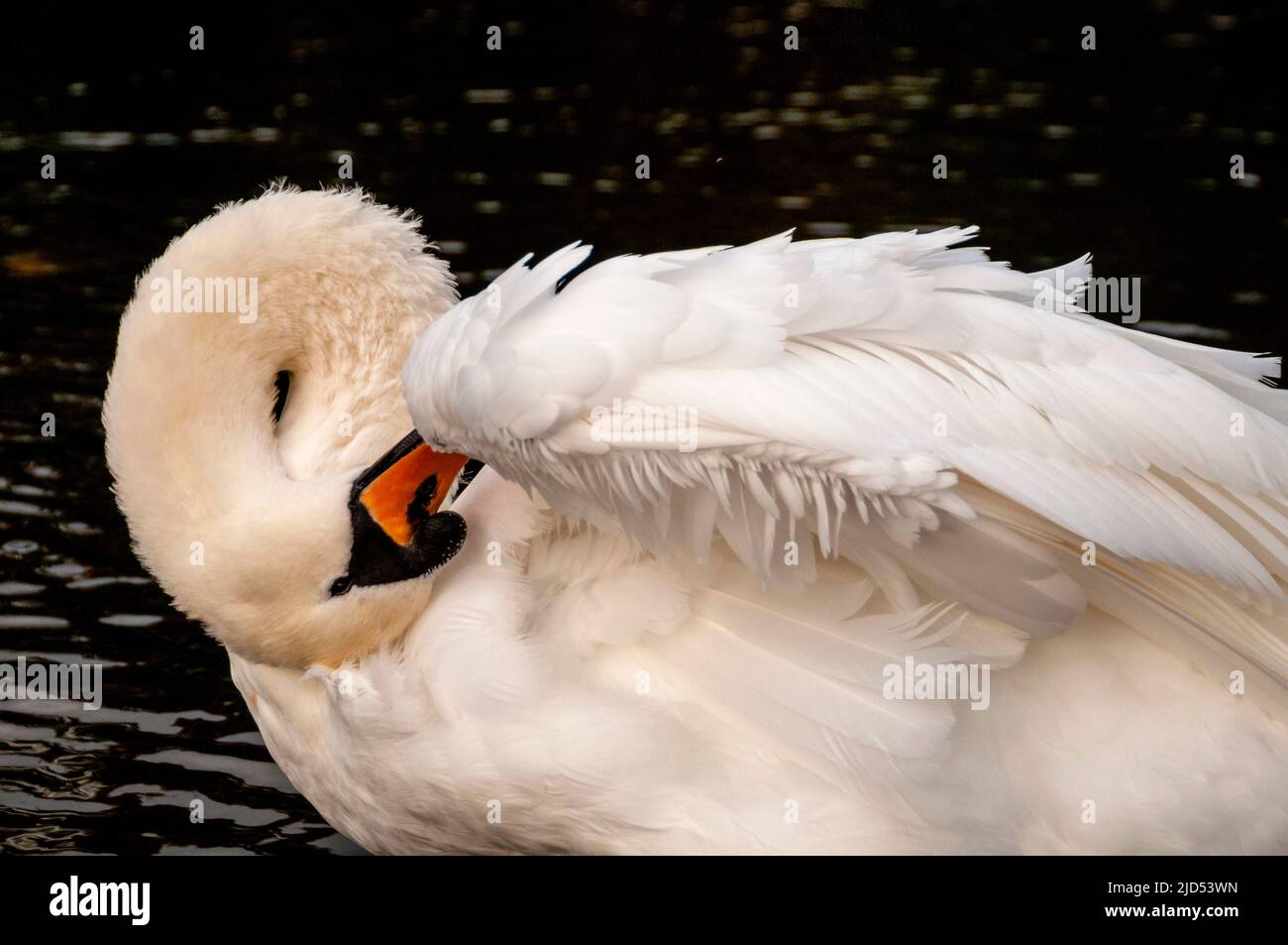 Swan a St Stephens Green a Dublino, Irlanda. Foto Stock