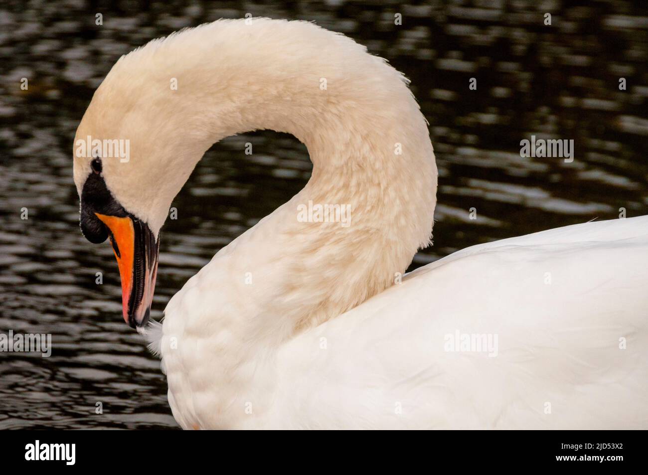 Swan a St Stephens Green a Dublino, Irlanda. Foto Stock