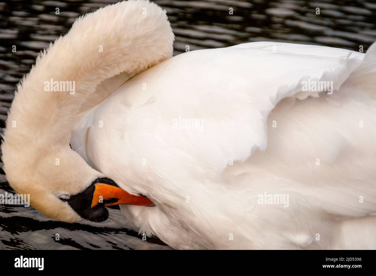 Swan a St Stephens Green a Dublino, Irlanda. Foto Stock